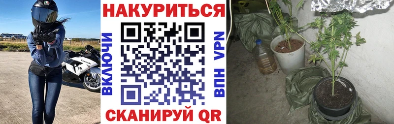 Купить где  Весьегонск  МАРИХУАНА сатива 
